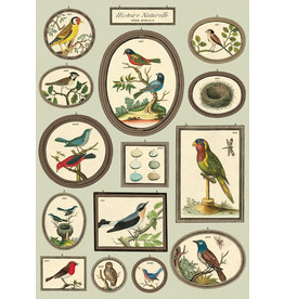 Cavallini Wrap Sheet Natural History Birds 2