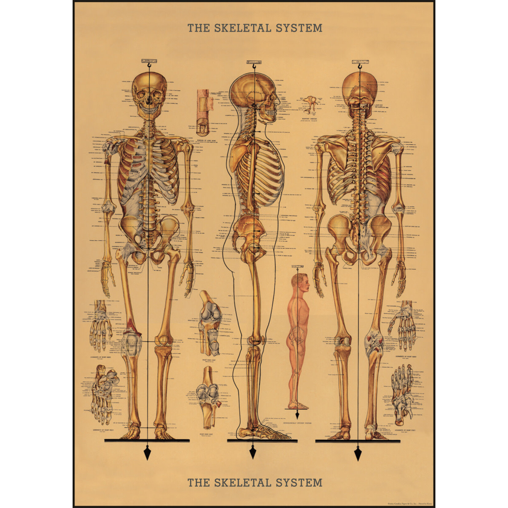Cavallini Wrap Sheet Skeleton