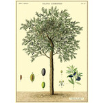 Cavallini Wrap Sheet Olive Tree