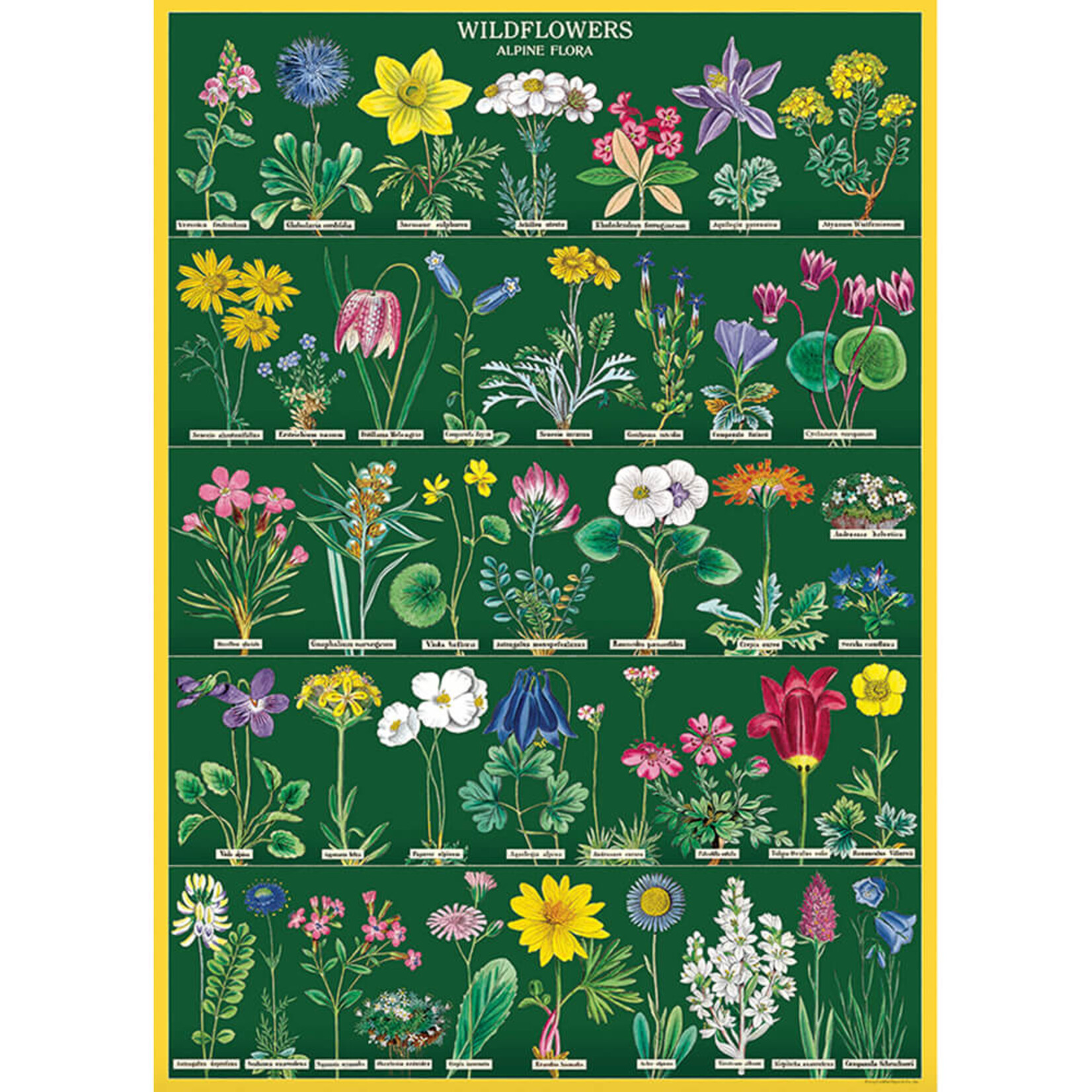Cavallini Wrap Sheet Wildflowers 2