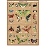 Cavallini Wrap Sheet Entomology