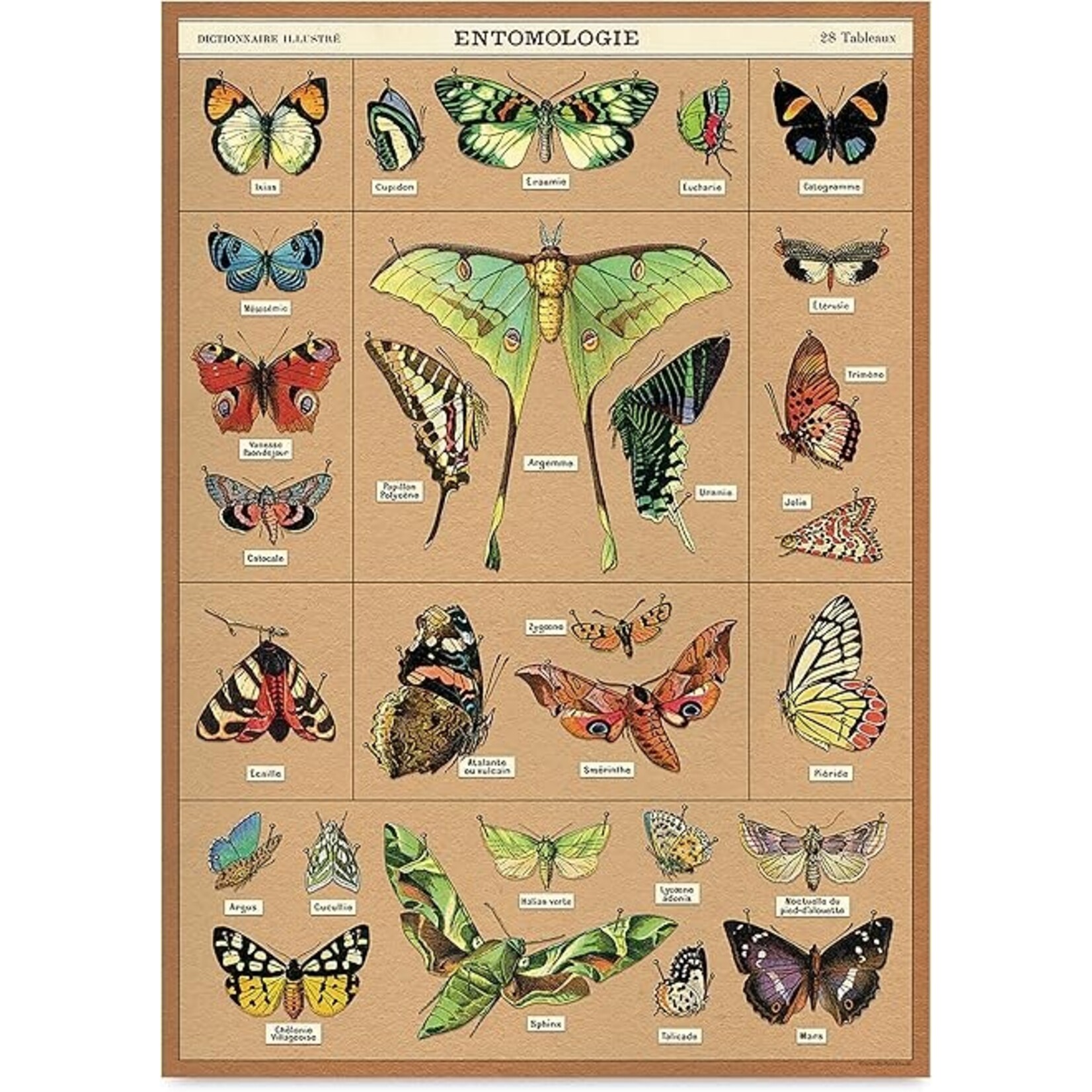 Cavallini Wrap Sheet Entomology