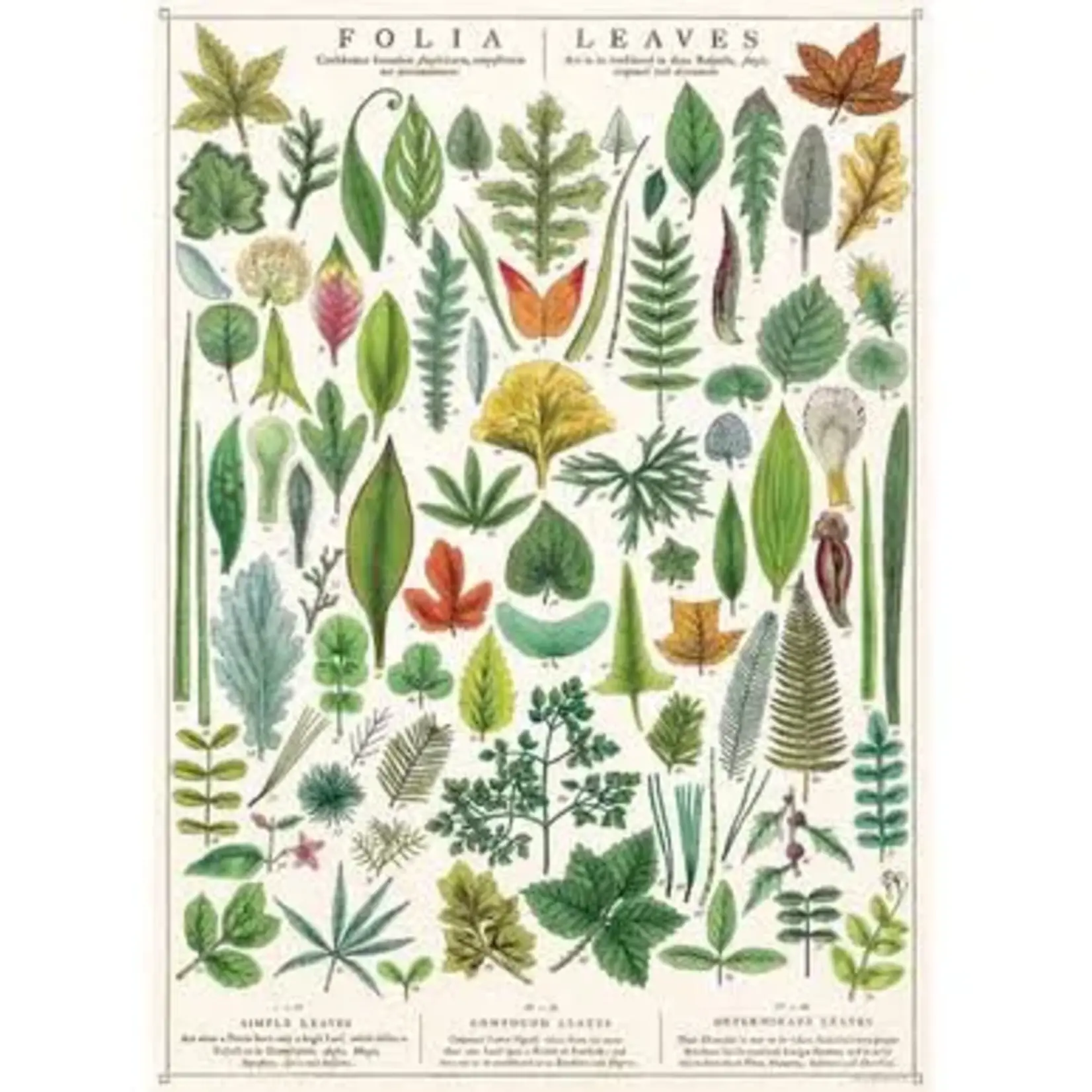 Cavallini Wrap Sheet Folia
