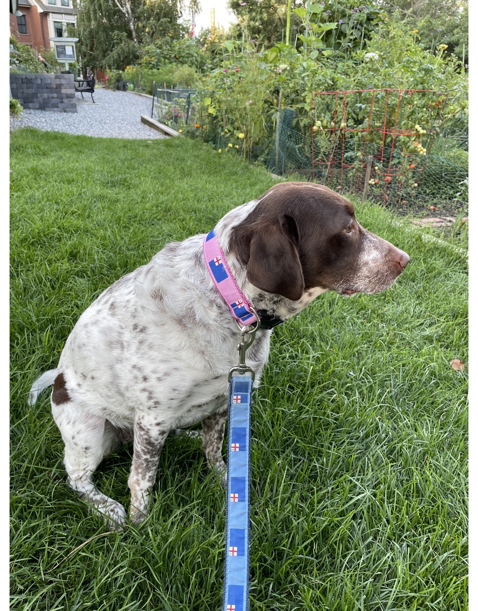 Preston Bunker Hill Flag Dog Collar in Pink