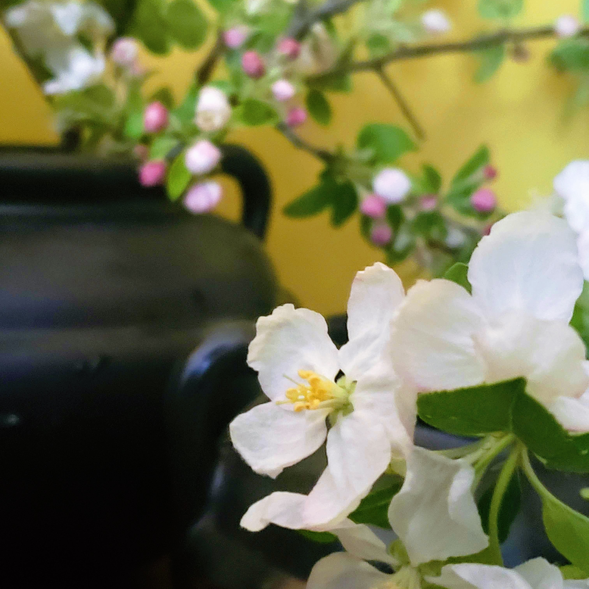 Crab apple bloom close