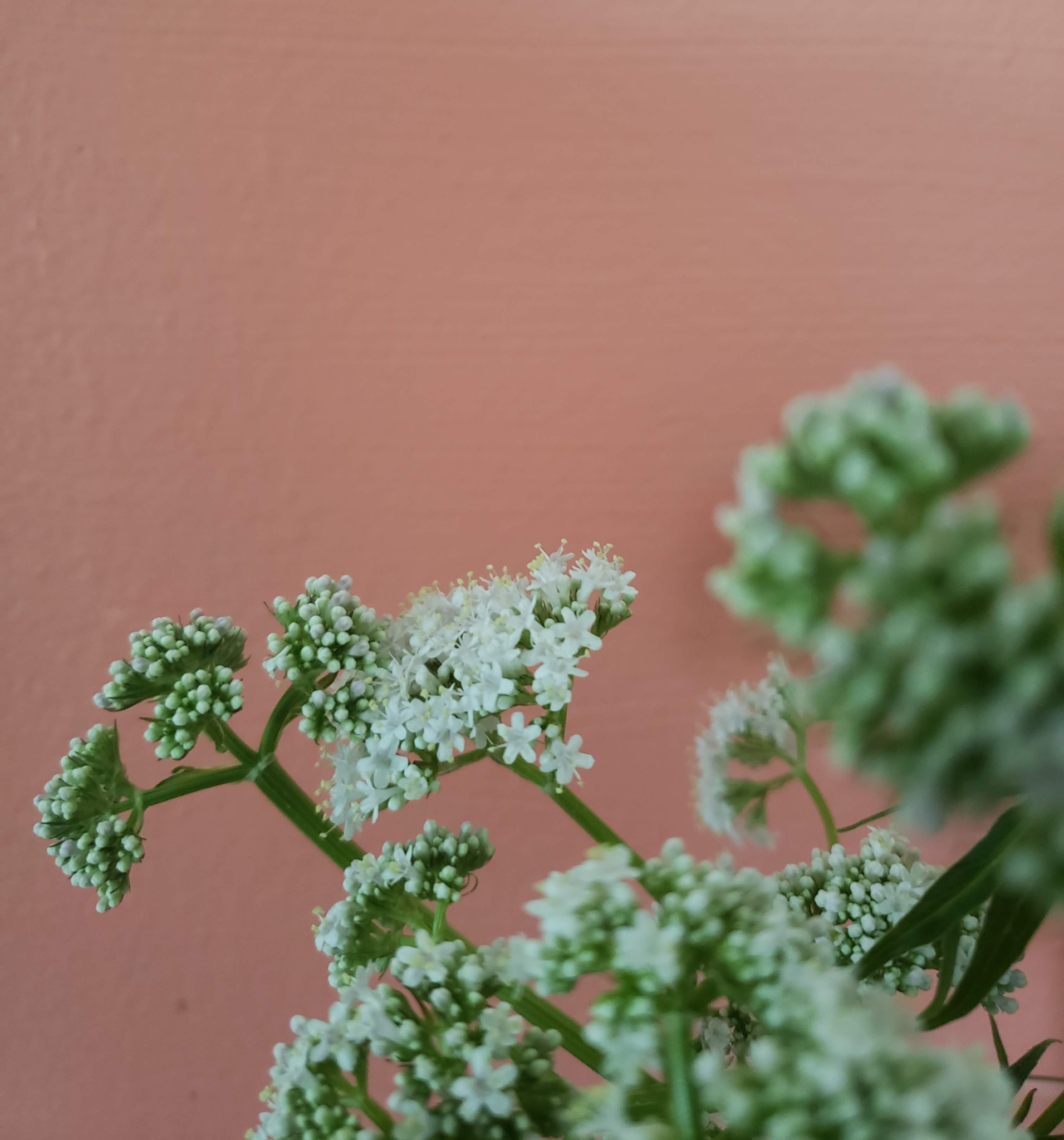 Valerian