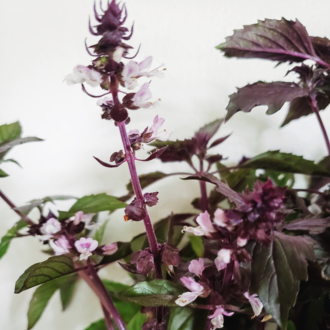 Basil