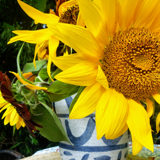 Sunflowers