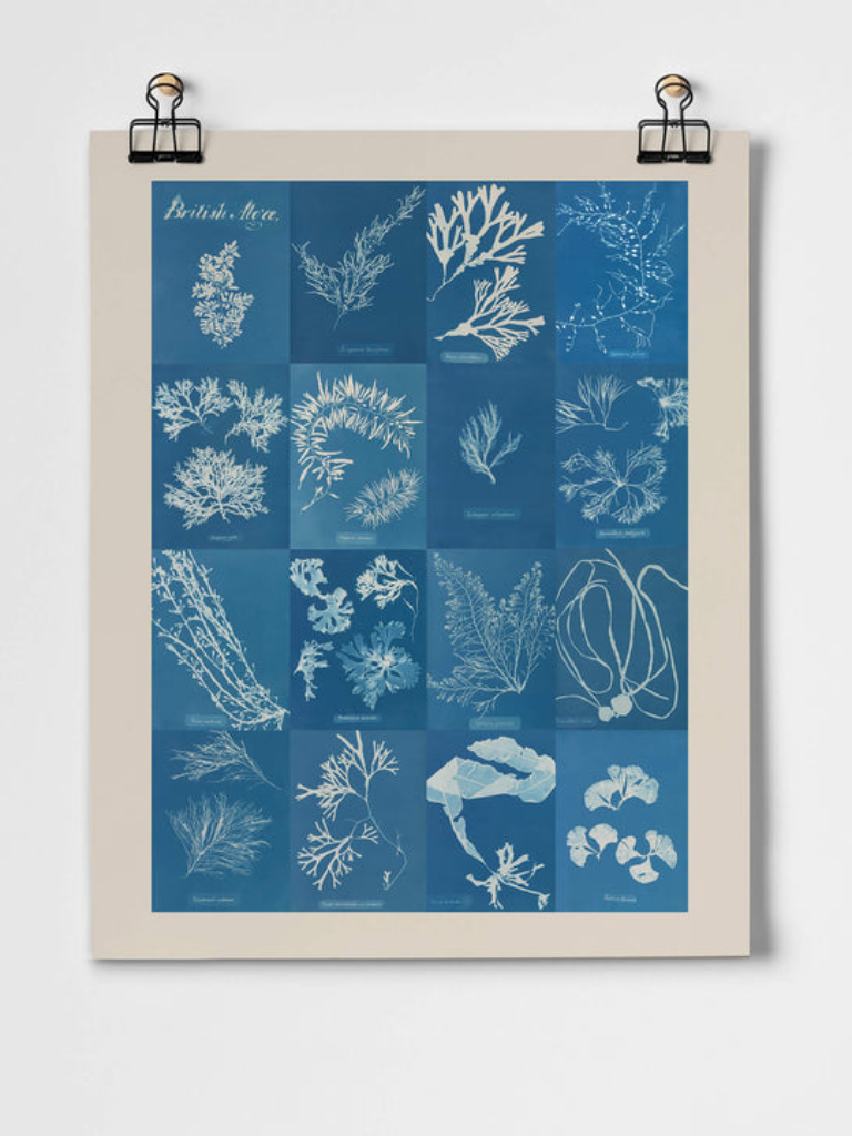 British Algae Cyanotype Art Print - Room Service