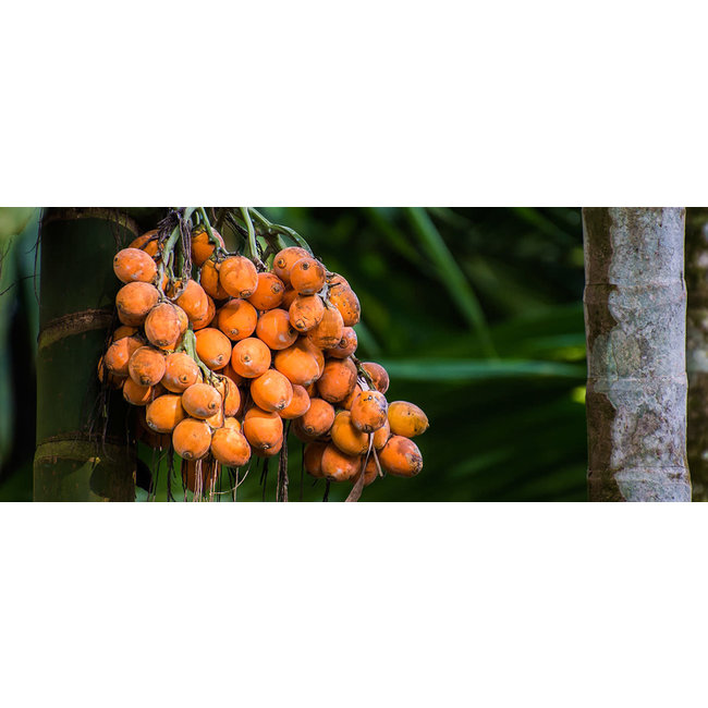 Amazon Series Amazon Series Tucuma Colour Preservation Conditioner 1L