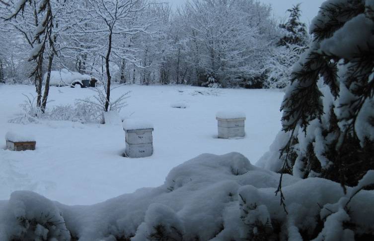 5 Tips to Keep Your Bees Alive This Winter