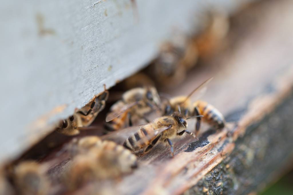 Beekeeping Tips for January