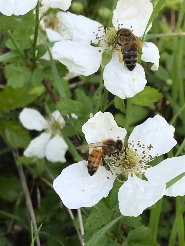 Honey Bee Forage Seed Mix Planting Instructions