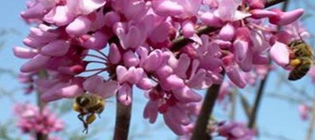 March Beekeeping Tips