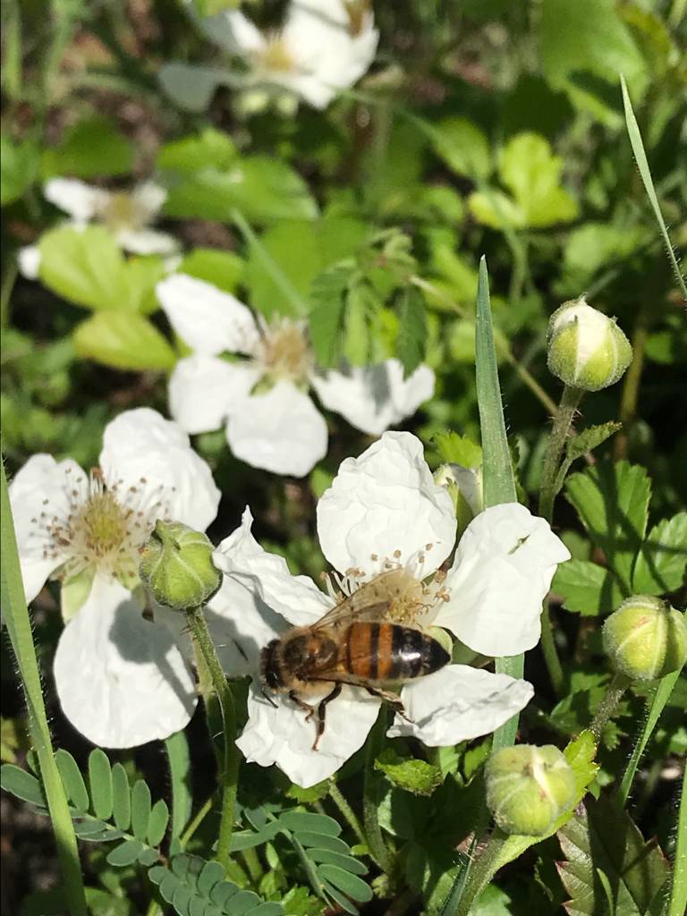 April Beekeeping Tips