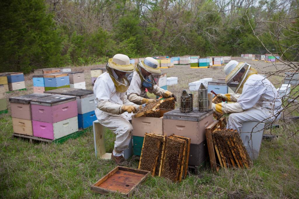 June Beekeeping Tips