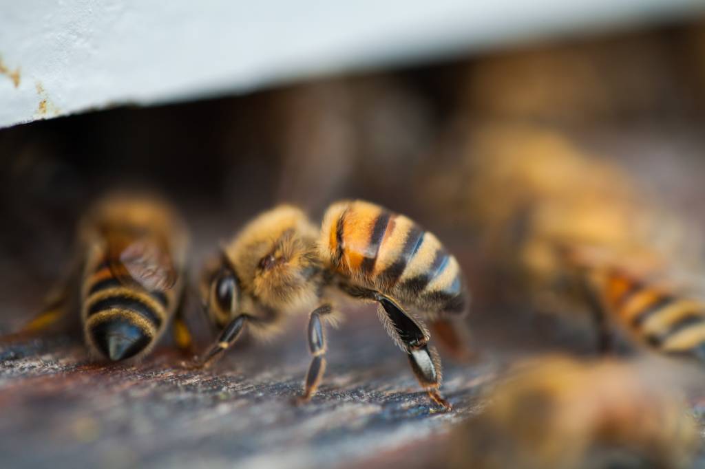 July Beekeeping Tips