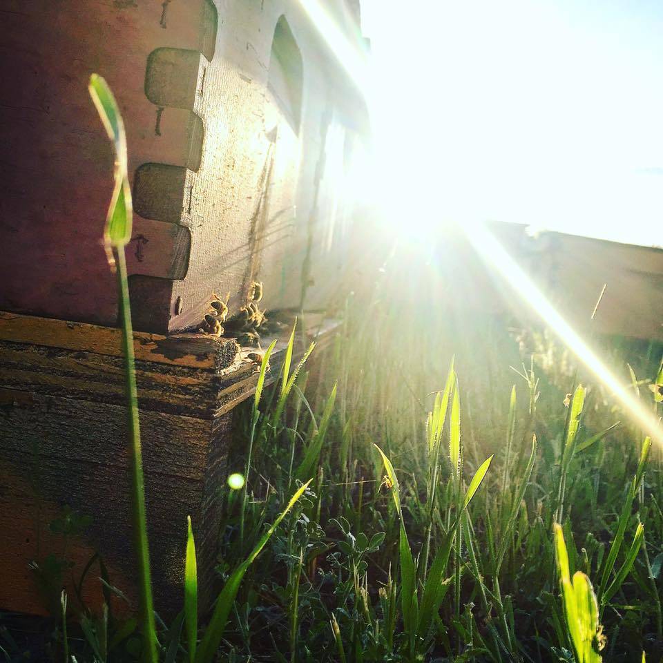 August Beekeeping Tips