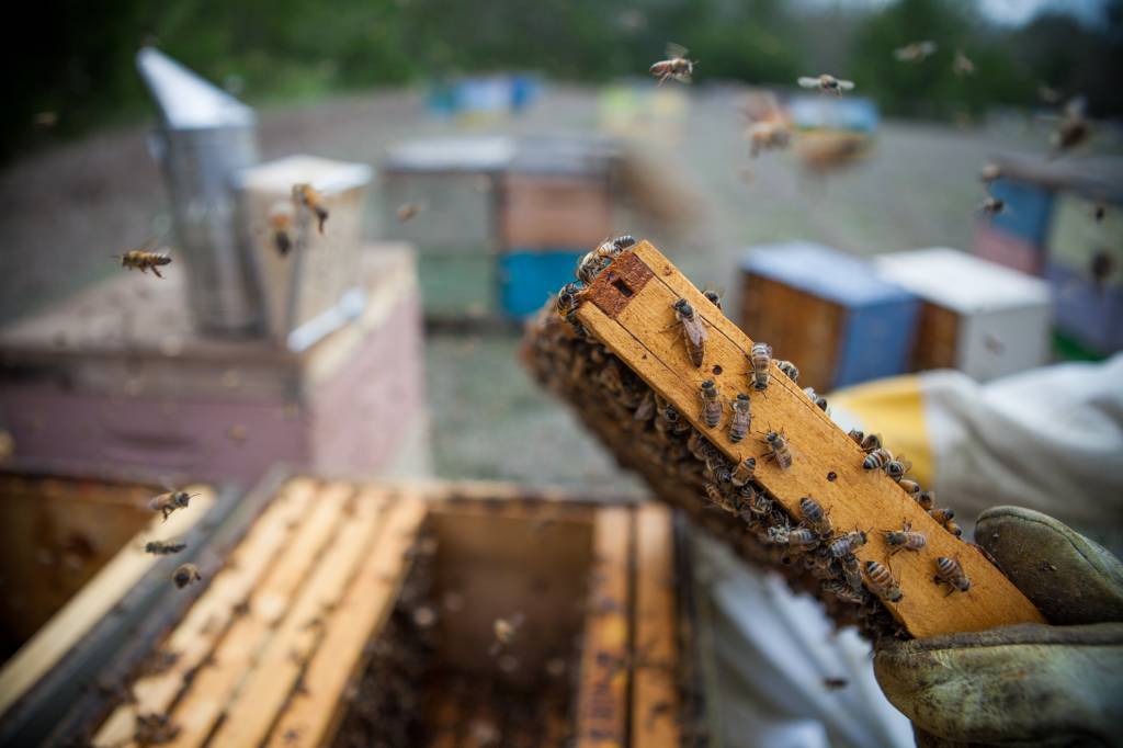 September Beekeeping Tips