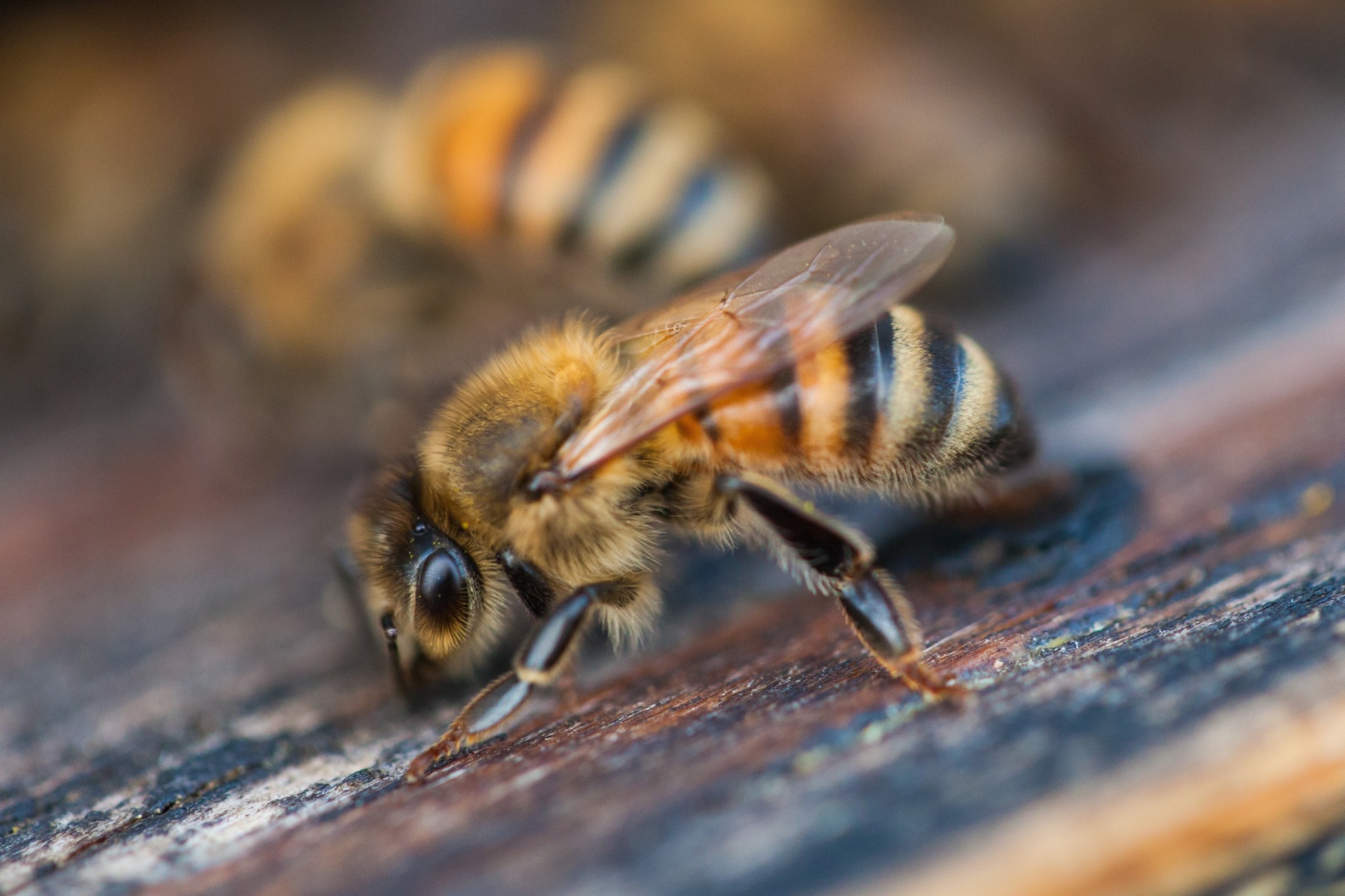 November Beekeeping Tips