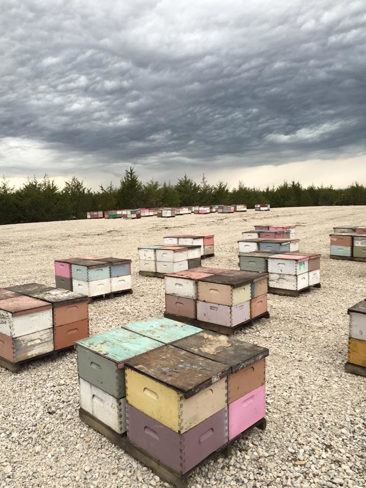2020 January Beekeeping Tips