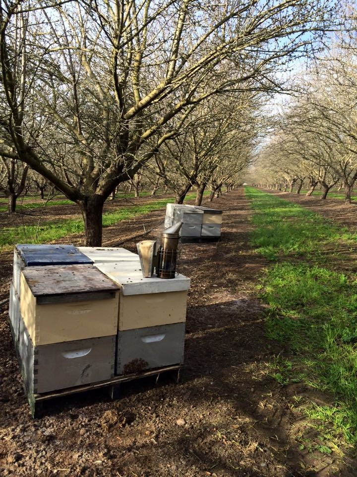 2020 February Beekeeping Tips
