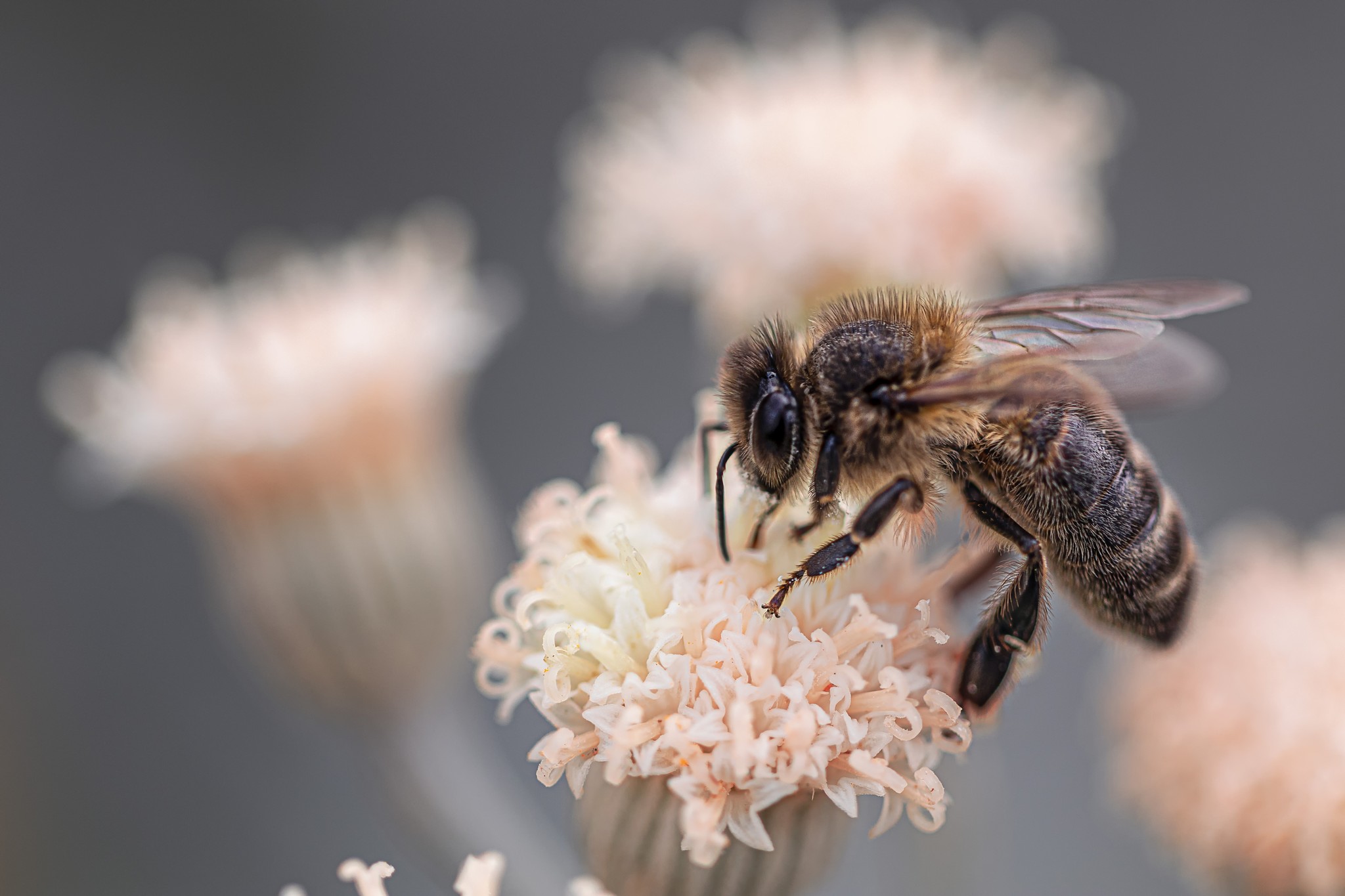2020 March Beekeeping Tips