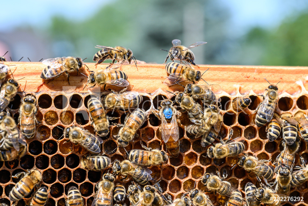 2020 April Beekeeping Tips