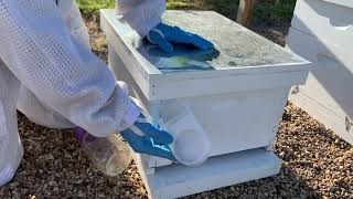 What to do about Sugar Ants - Video