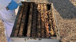 Visual signs of a Mite infestation - Video