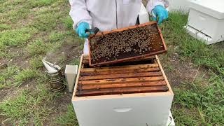 When to Re-Queen Your Hive-Video