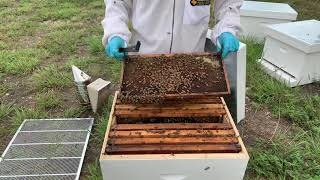 How to Re-Queen Your Hive-Video