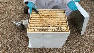 How Much Honey Should I Take?-Video