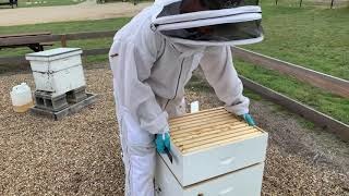Drawing Comb in the Summer Months-Video
