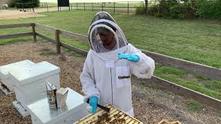 Can I Overfeed My Bees?-Video