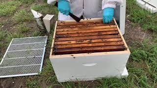 Need to Re Queen and Can't Find Her (Part 1)