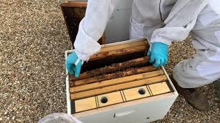 Texas Bee Supply Video - A Sad story of a hive that won't make it