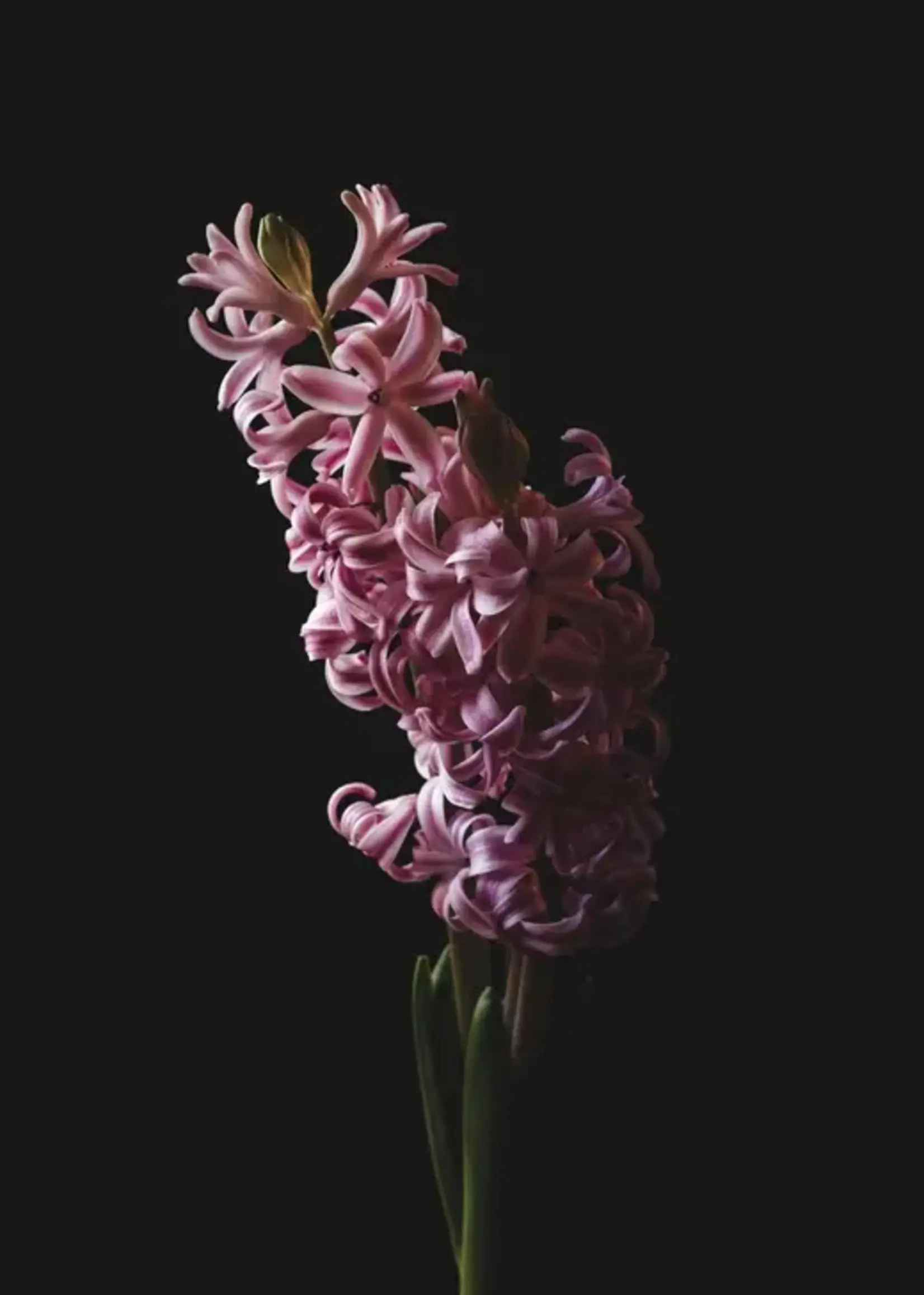 James Street Co. FRESH FIG + CEDAR Candle