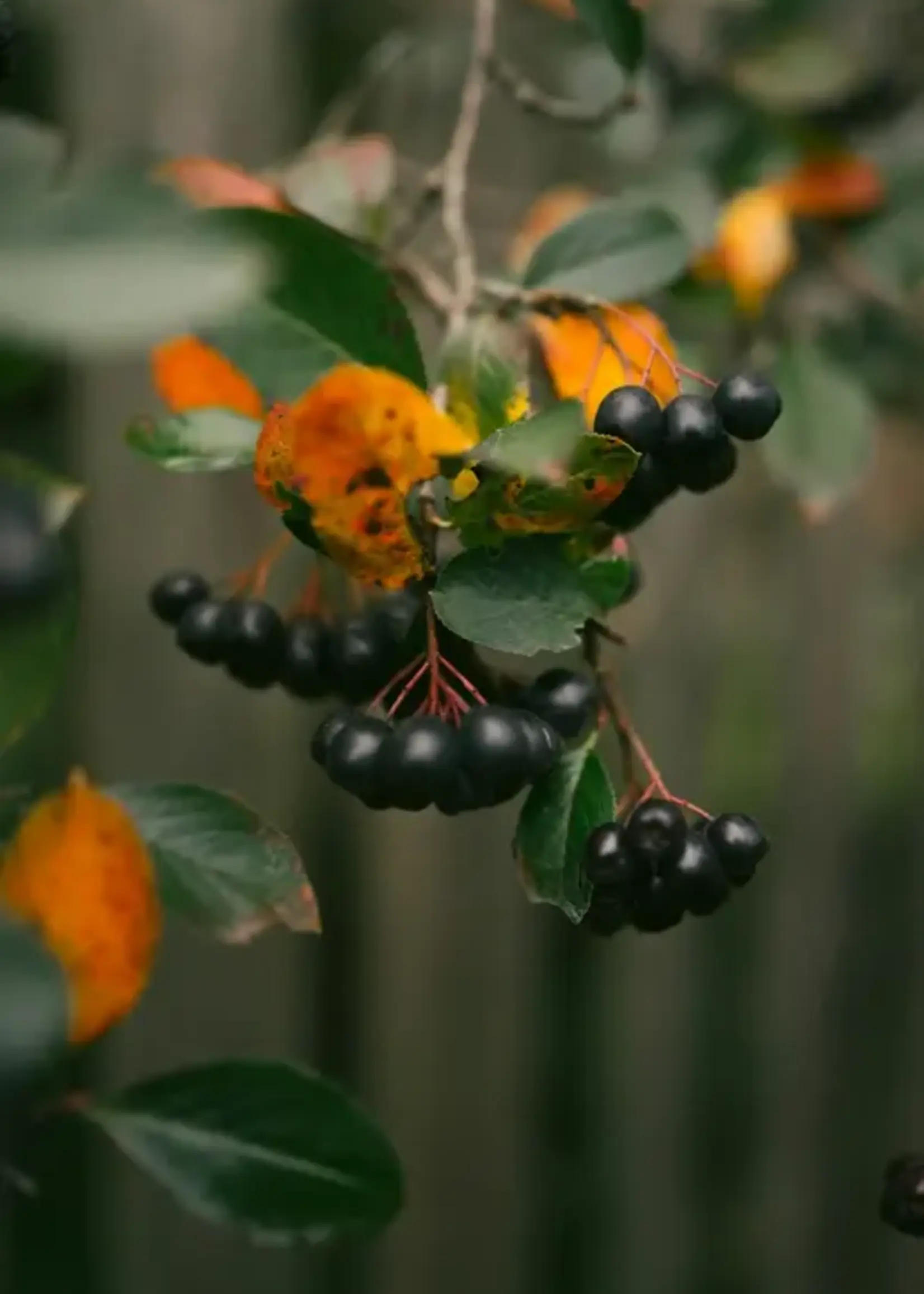 James Street Co. CASSIS + GREEN COCONUT Room + Linen Spray