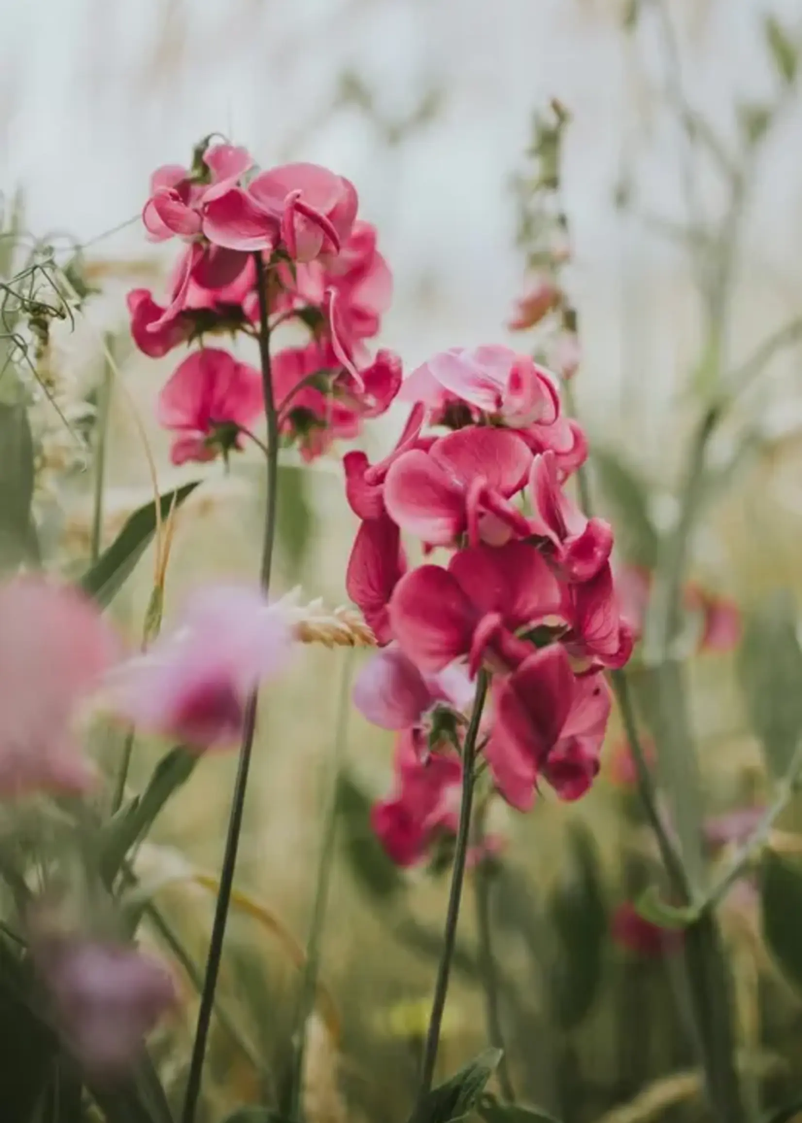 James Street Co. CASSIS + GREEN COCONUT Room+Linen Spray