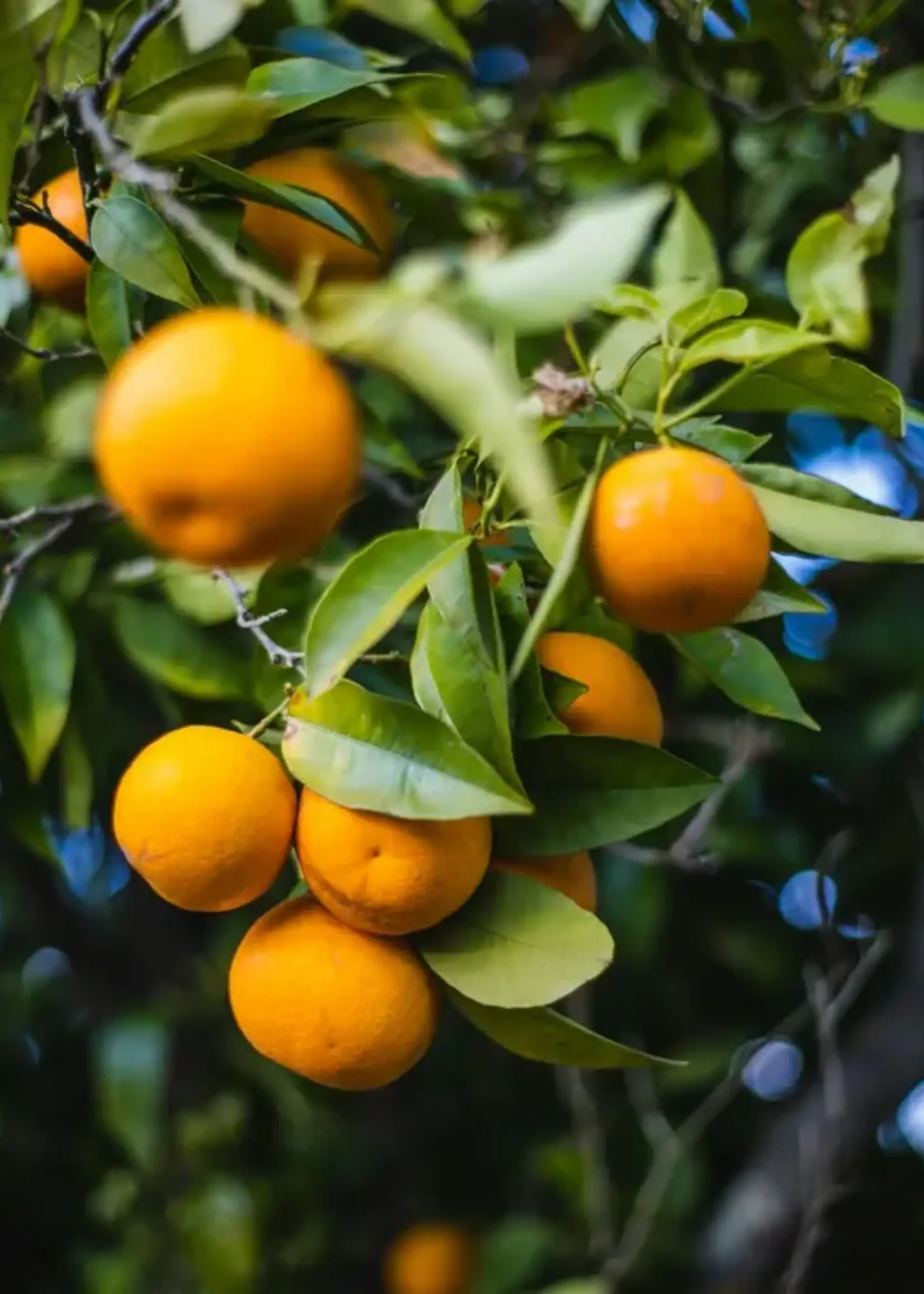 James Street Co. CITRON + OLIVE LEAF Room+Linen Spray