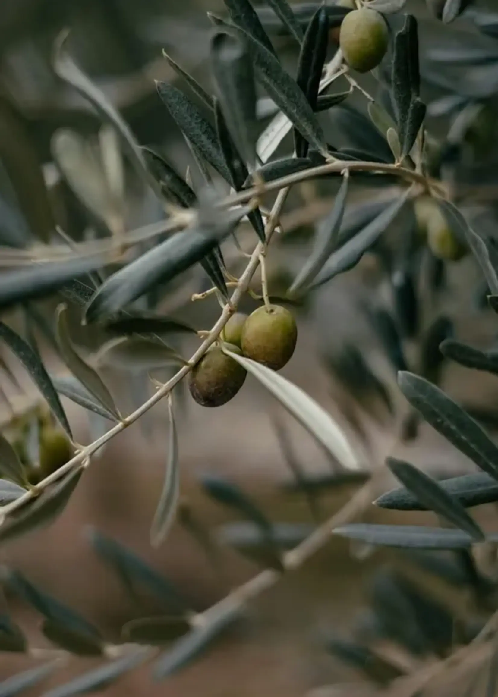 James Street Co. CITRON + OLIVE LEAF Room+Linen Spray