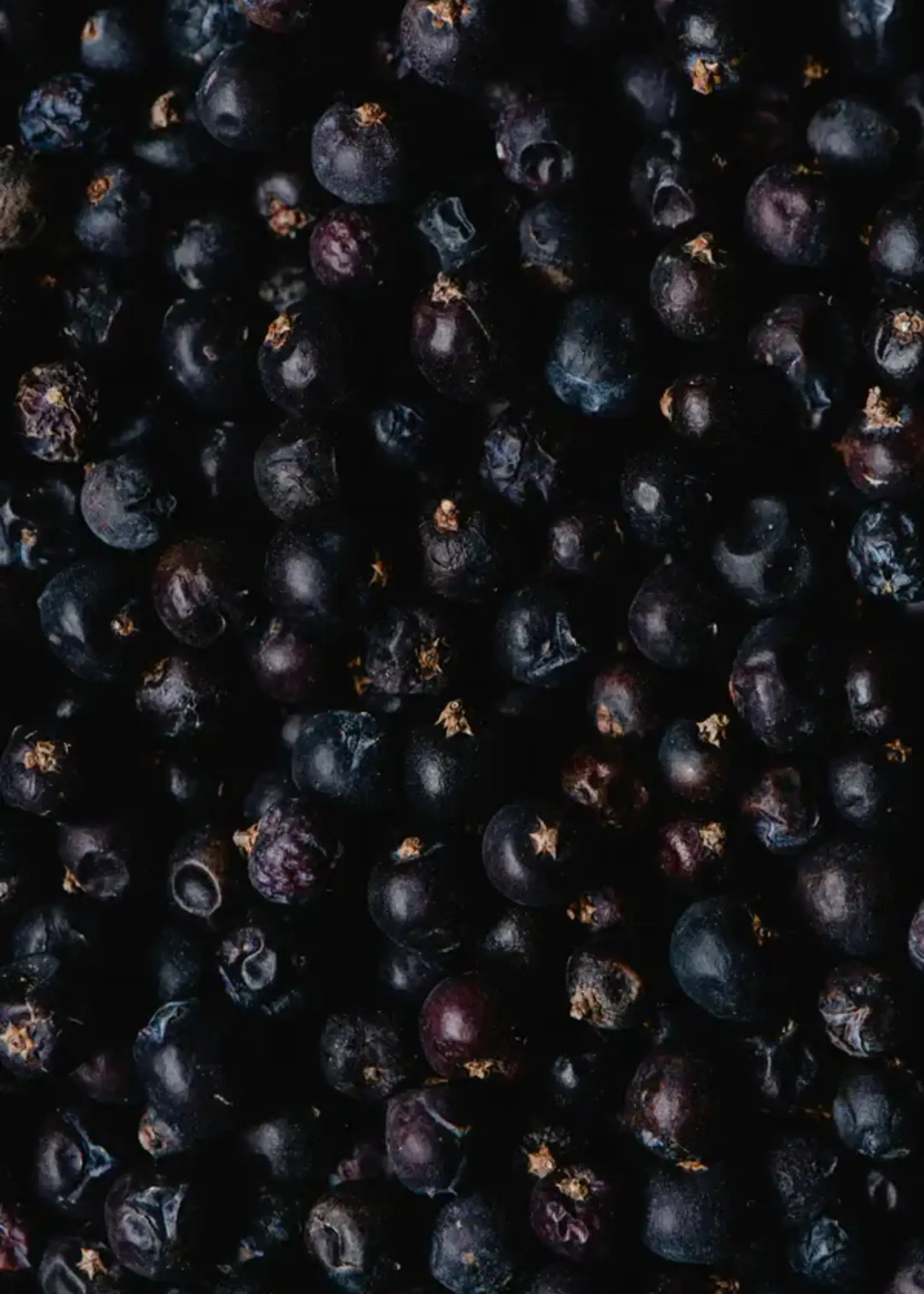 James Street Co. BLACK VIOLET + BLONDE WOODS Candle