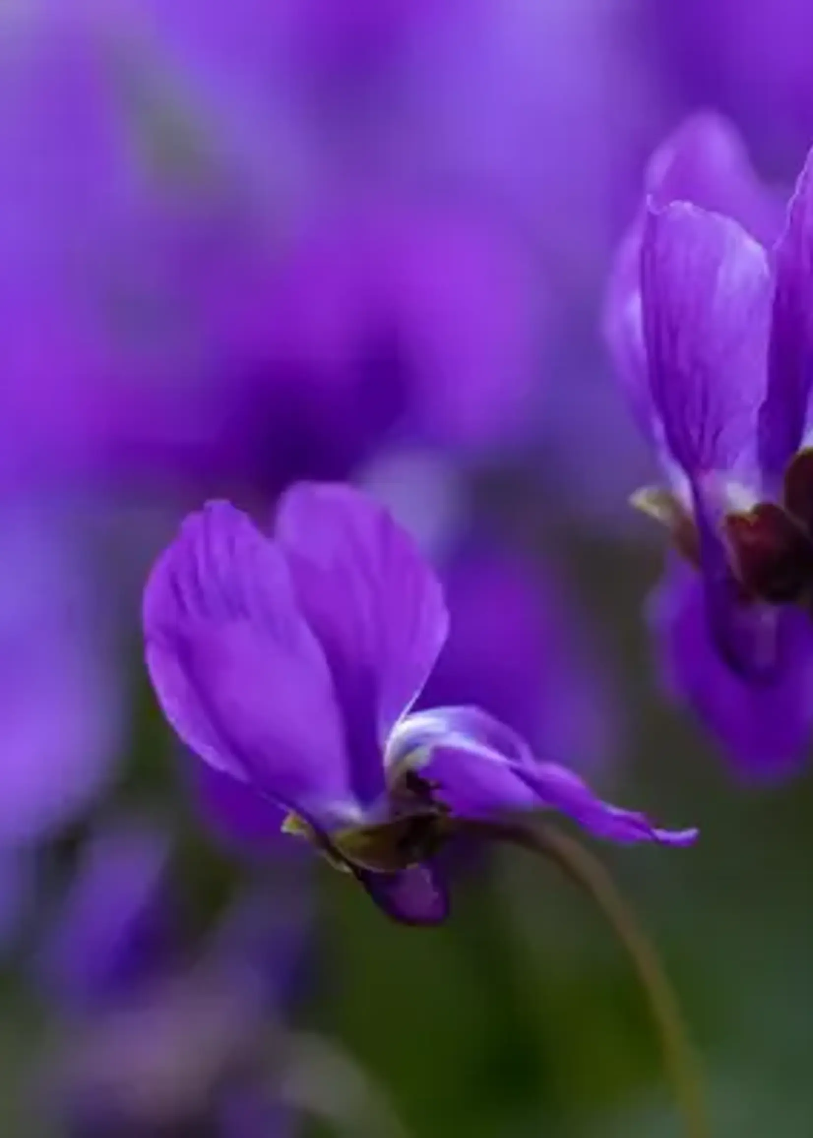 James Street Co. BLACK VIOLET + BLONDE WOODS Candle