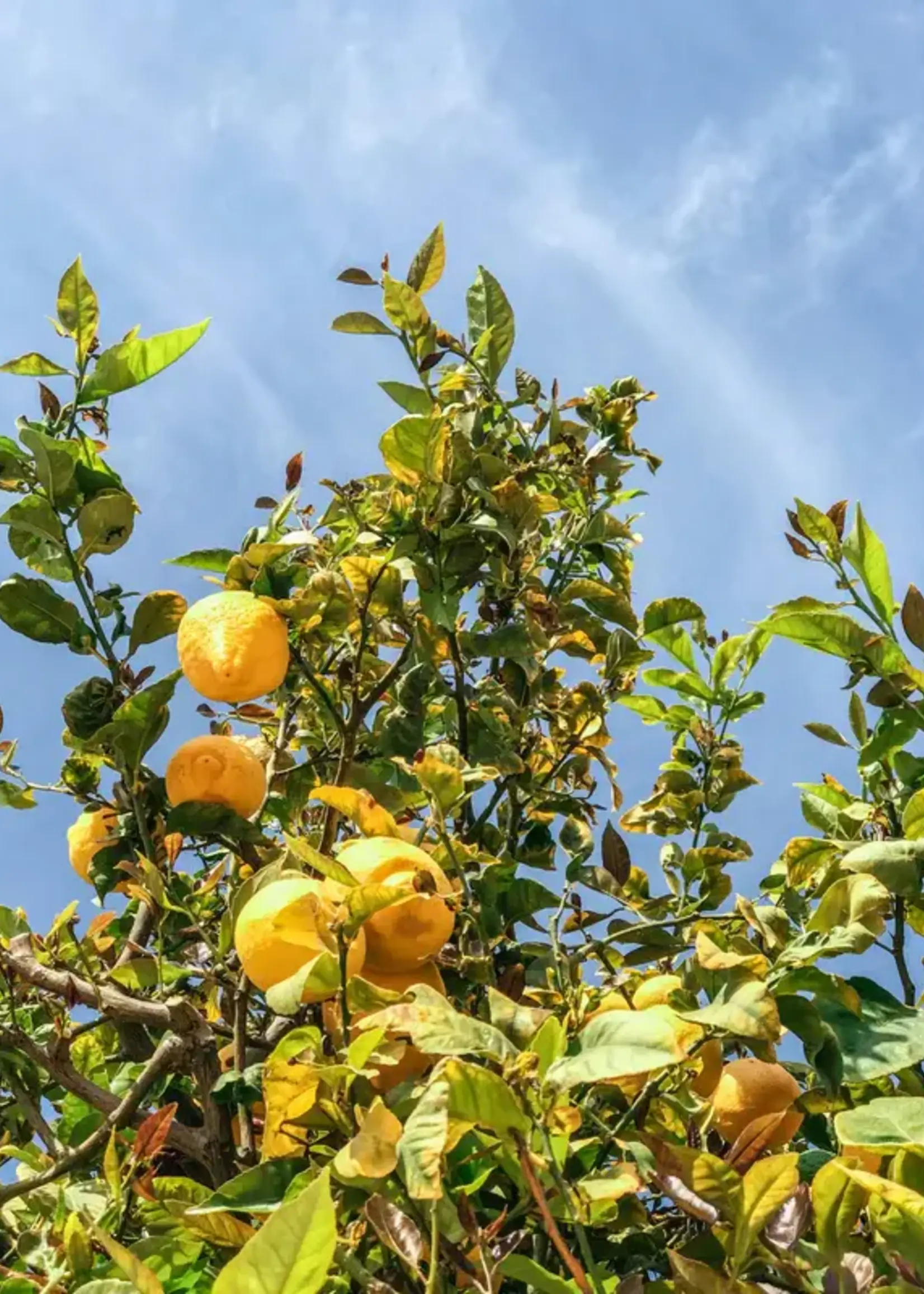 James Street Co. CITRON + OLIVE LEAF Reed Diffuser