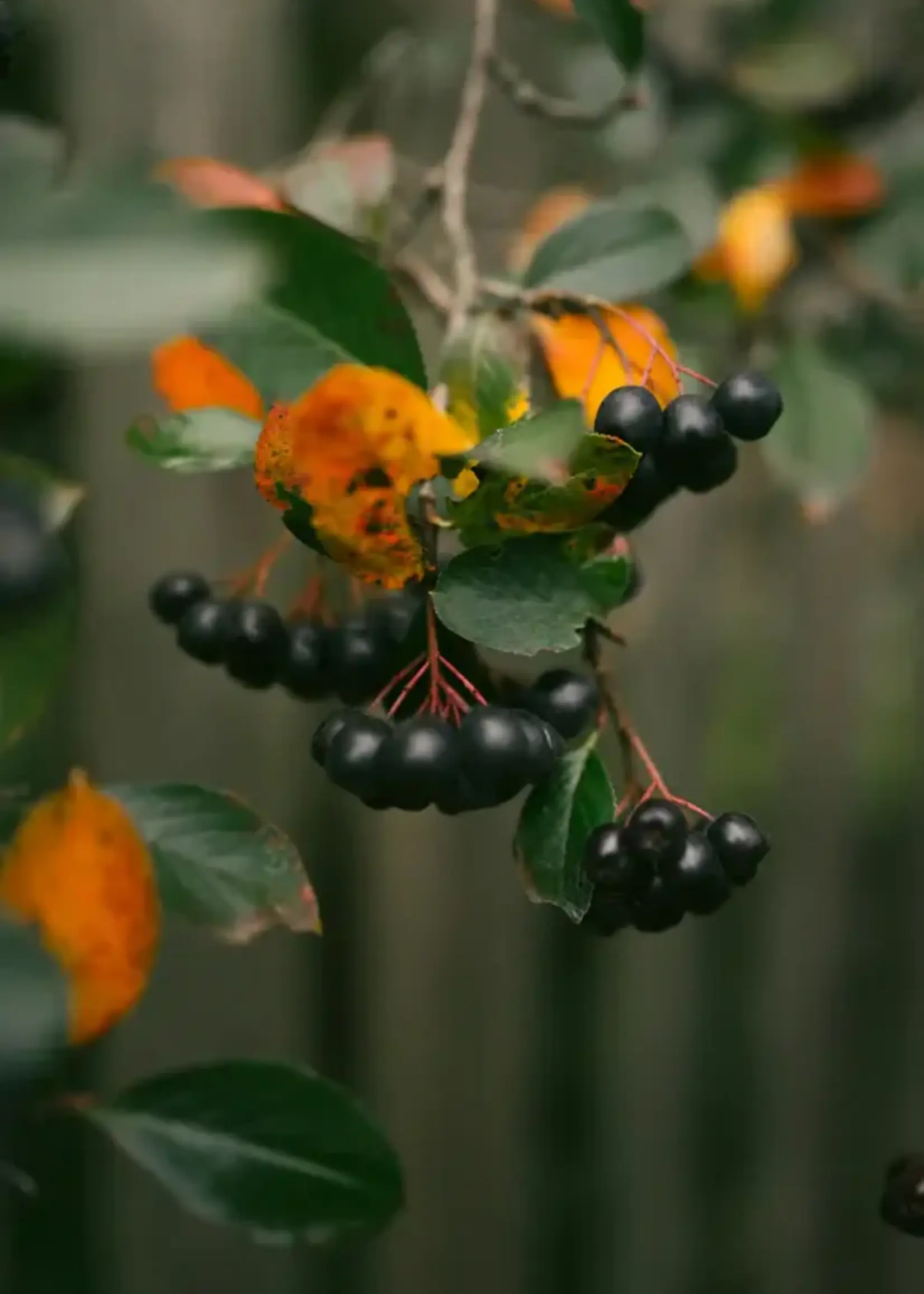 James Street Co. CASSIS + GREEN COCONUT Candle