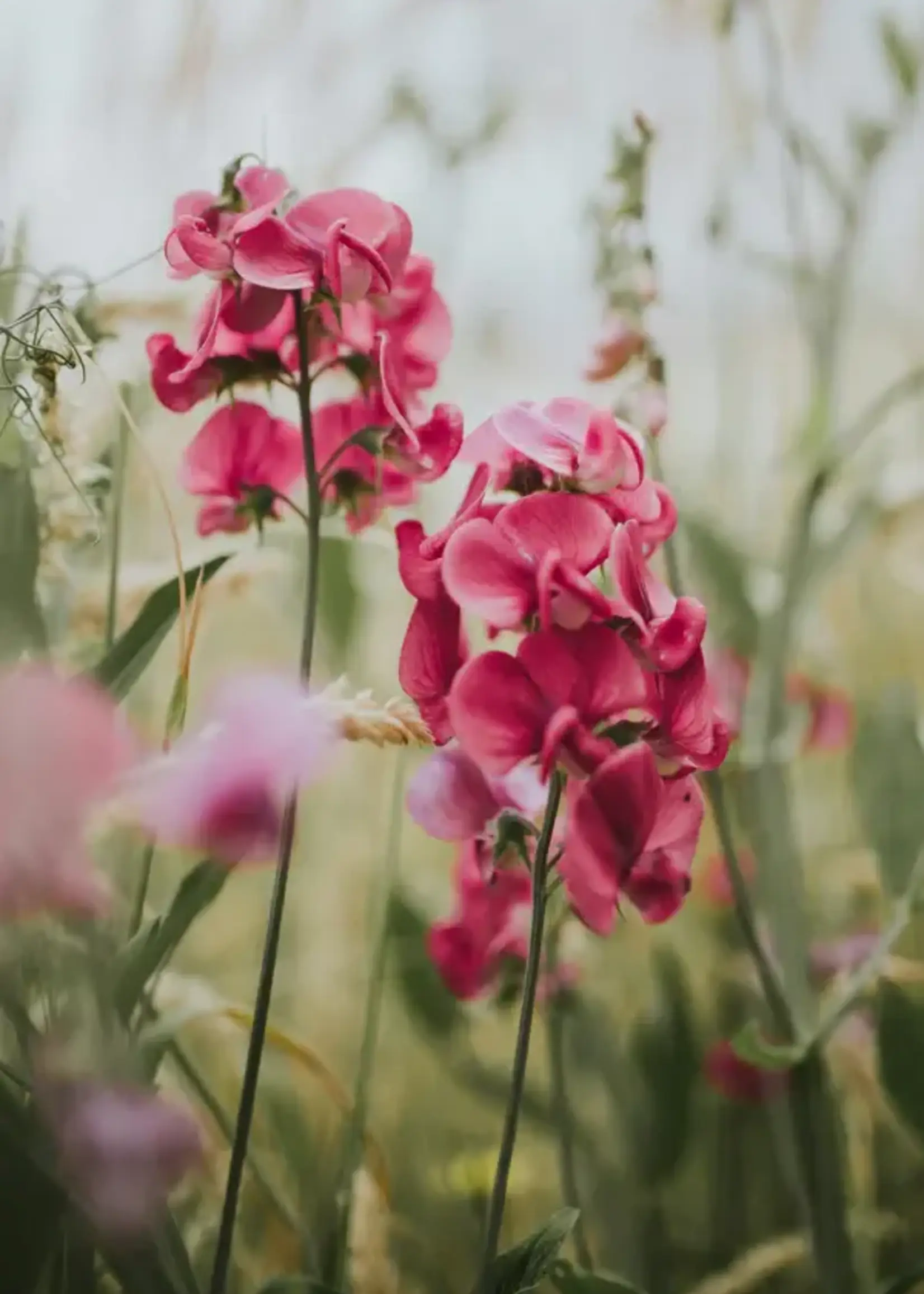 James Street Co. CASSIS + GREEN COCONUT Candle