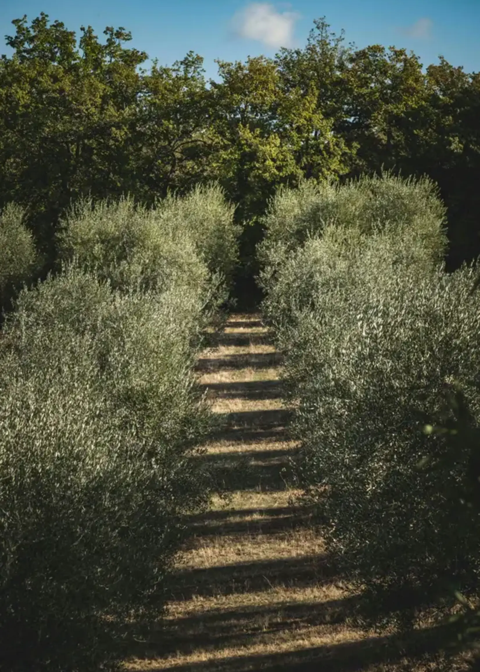James Street Co. CITRON + OLIVE LEAF Candle