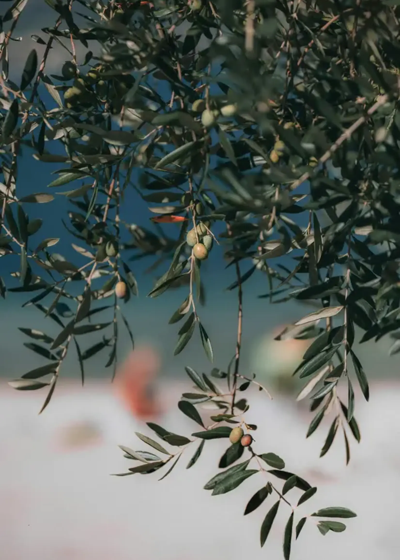 James Street Co. CITRON + OLIVE LEAF Candle