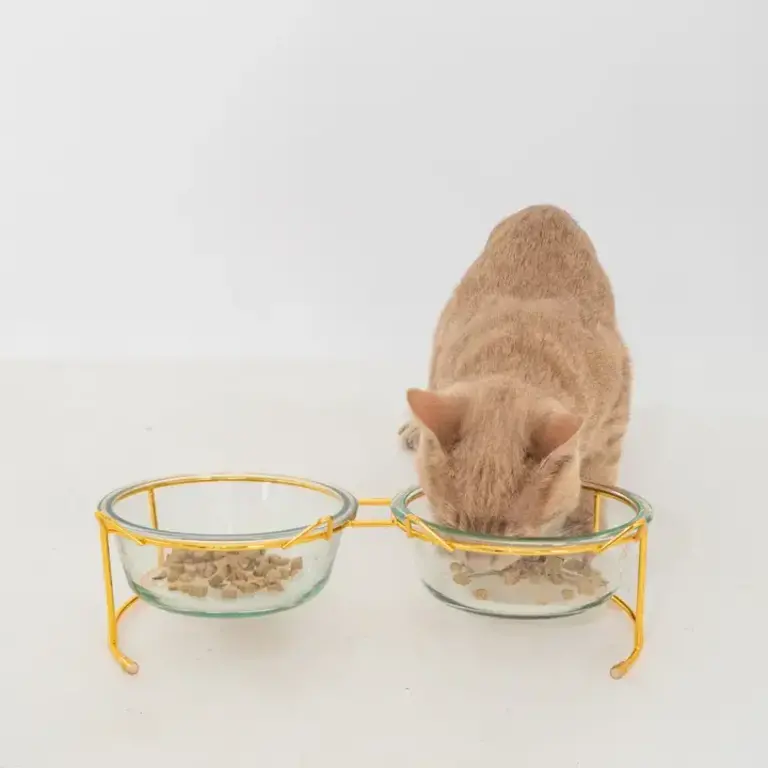 Dexy Paws Dexy Paws 2 Pc Cat Glass Bowl Set w Gold Accent